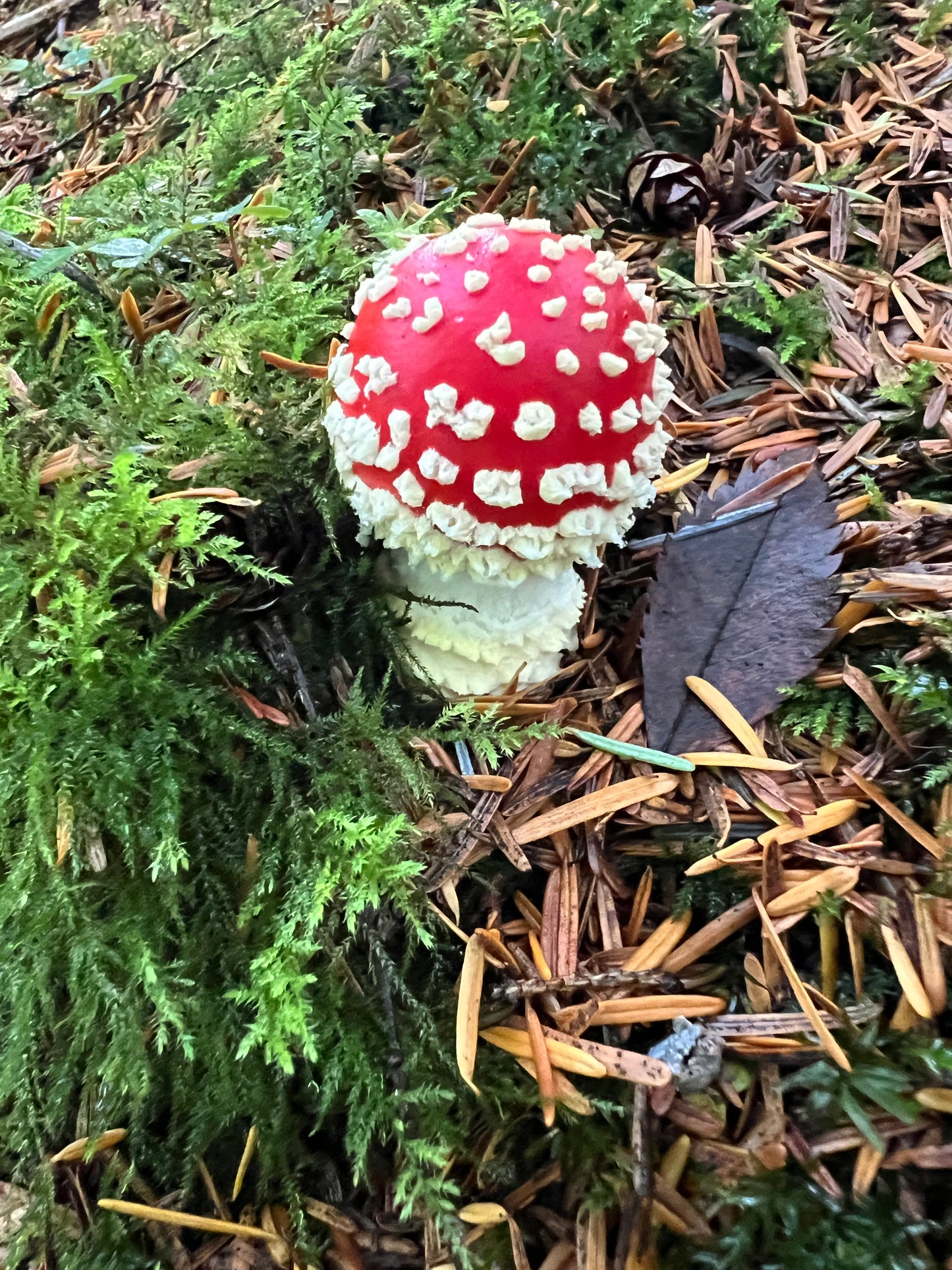 Amanita Muscaria