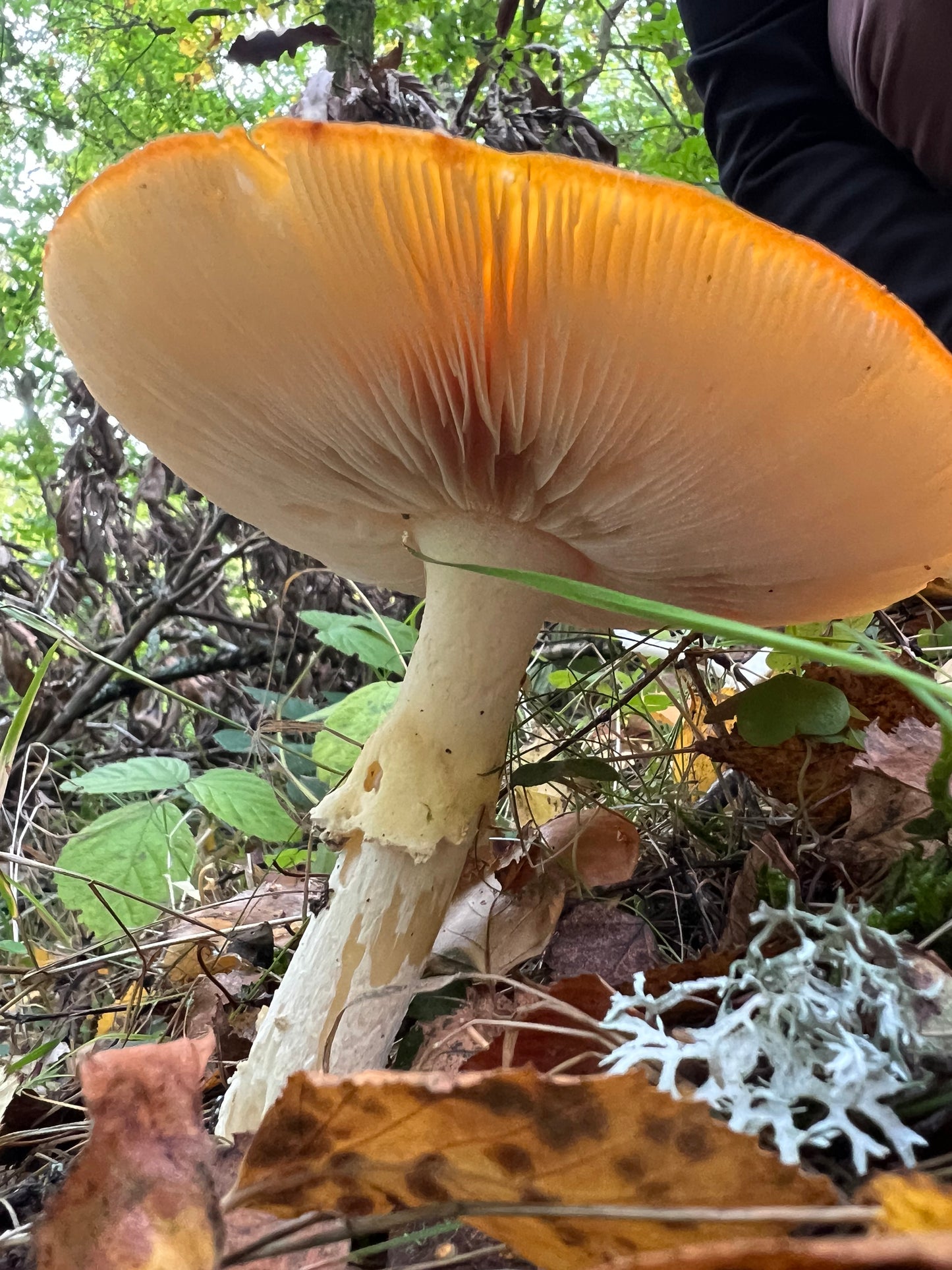 Amanita Muscaria