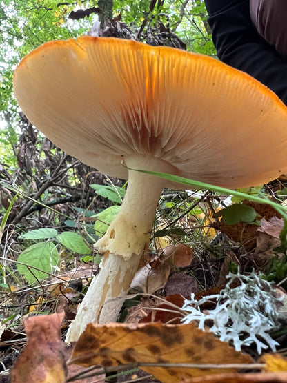Amanita Muscaria