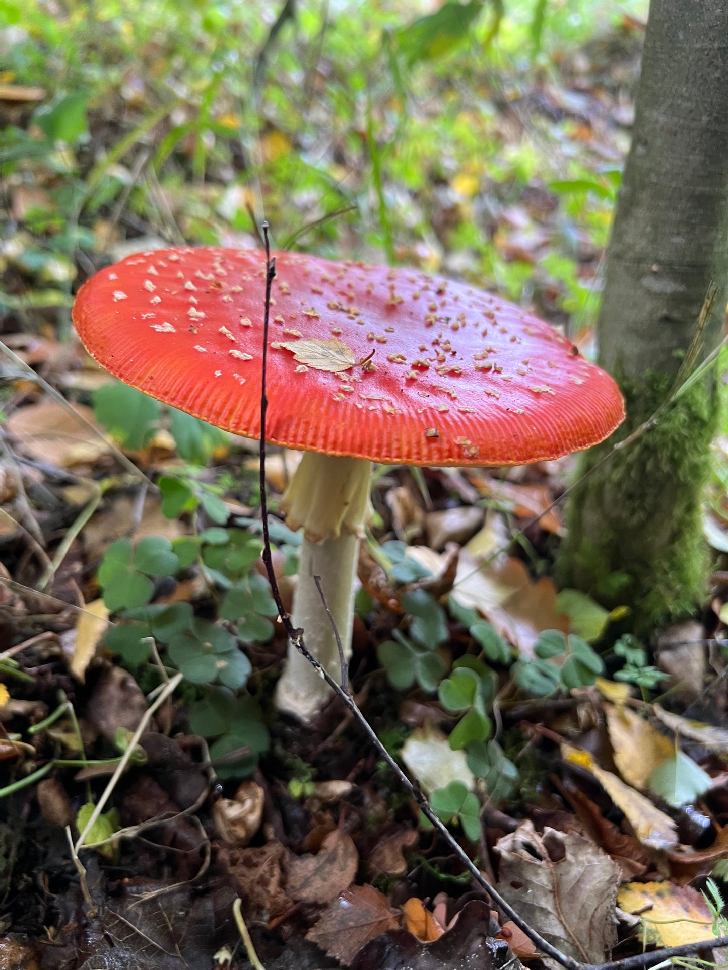 Amanita Muscaria